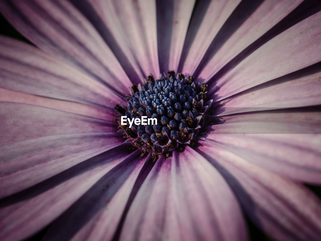 Full frame shot of purple flower