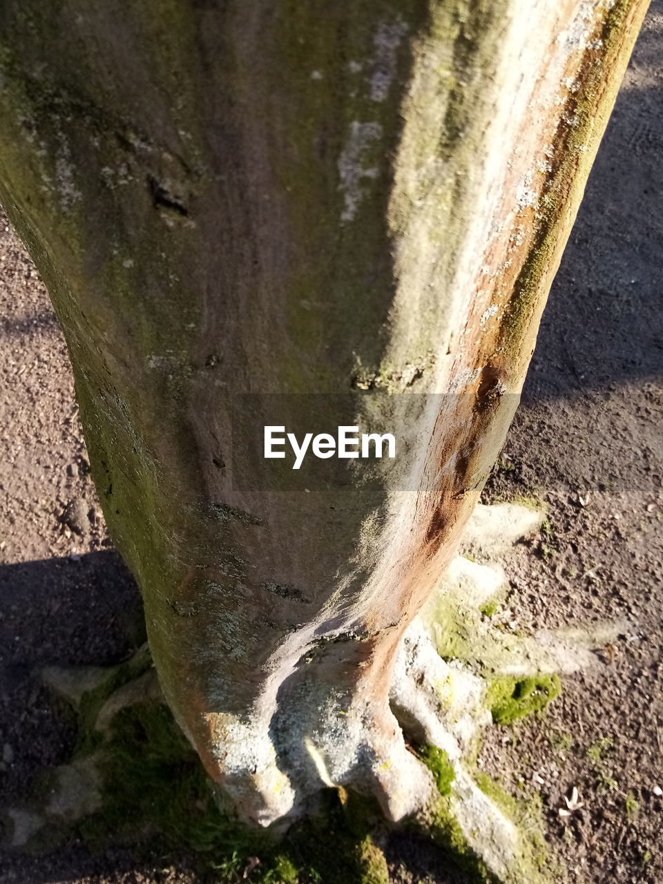 HIGH ANGLE VIEW OF TREE TRUNK