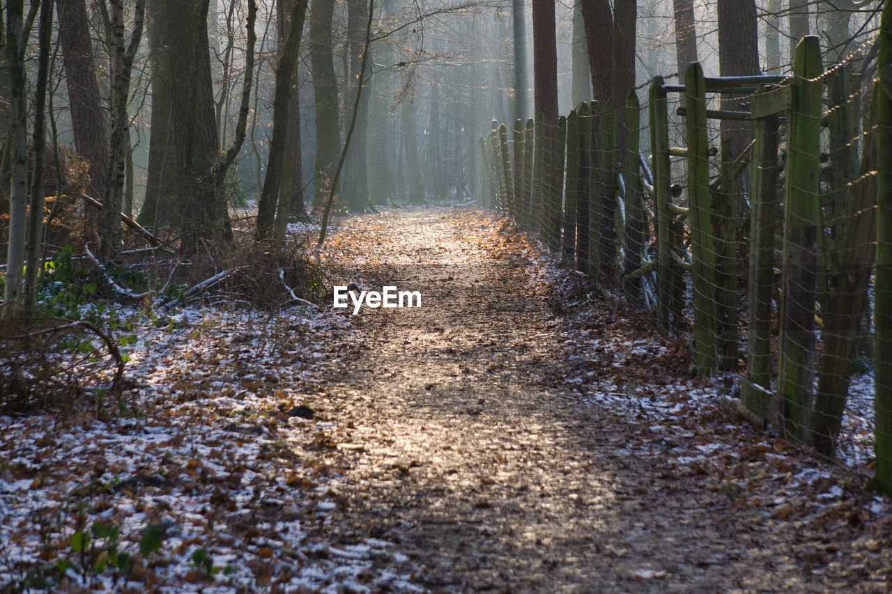 Footpath amidst trees in forest