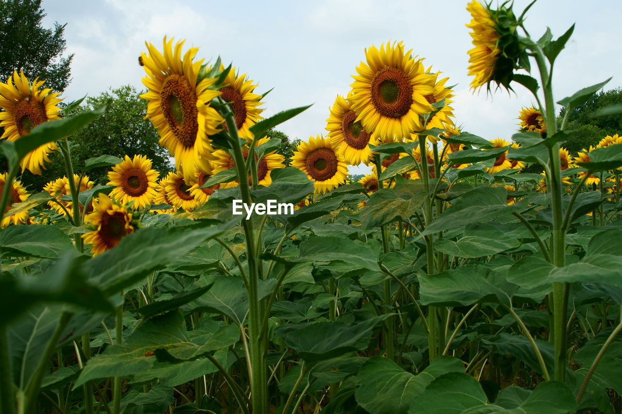 Close-up of yellow flowers blooming in field