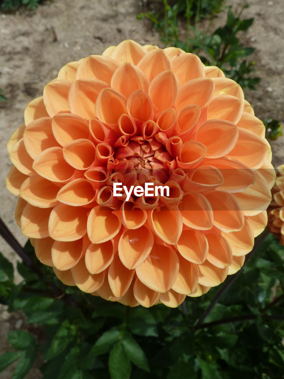 CLOSE-UP OF ORANGE DAHLIA ON PLANT