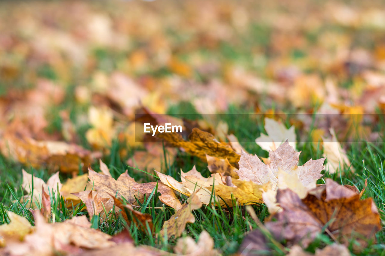 Close-up of yellow maple leaves on field