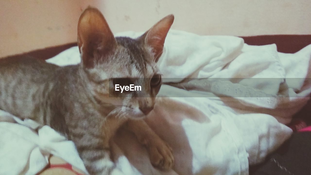 CLOSE-UP OF CAT LYING ON BED