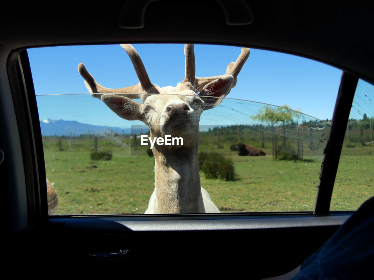 CLOSE-UP OF HORSE SEEN THROUGH WINDOW