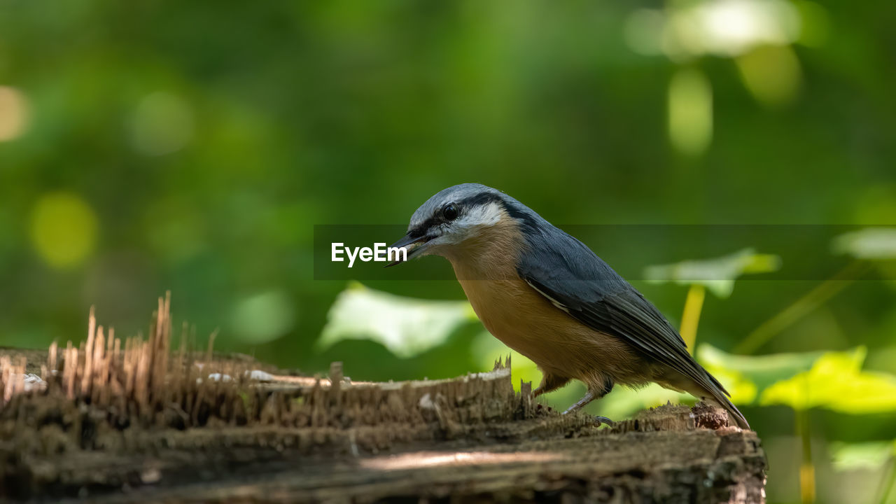 CLOSE-UP OF BIRD