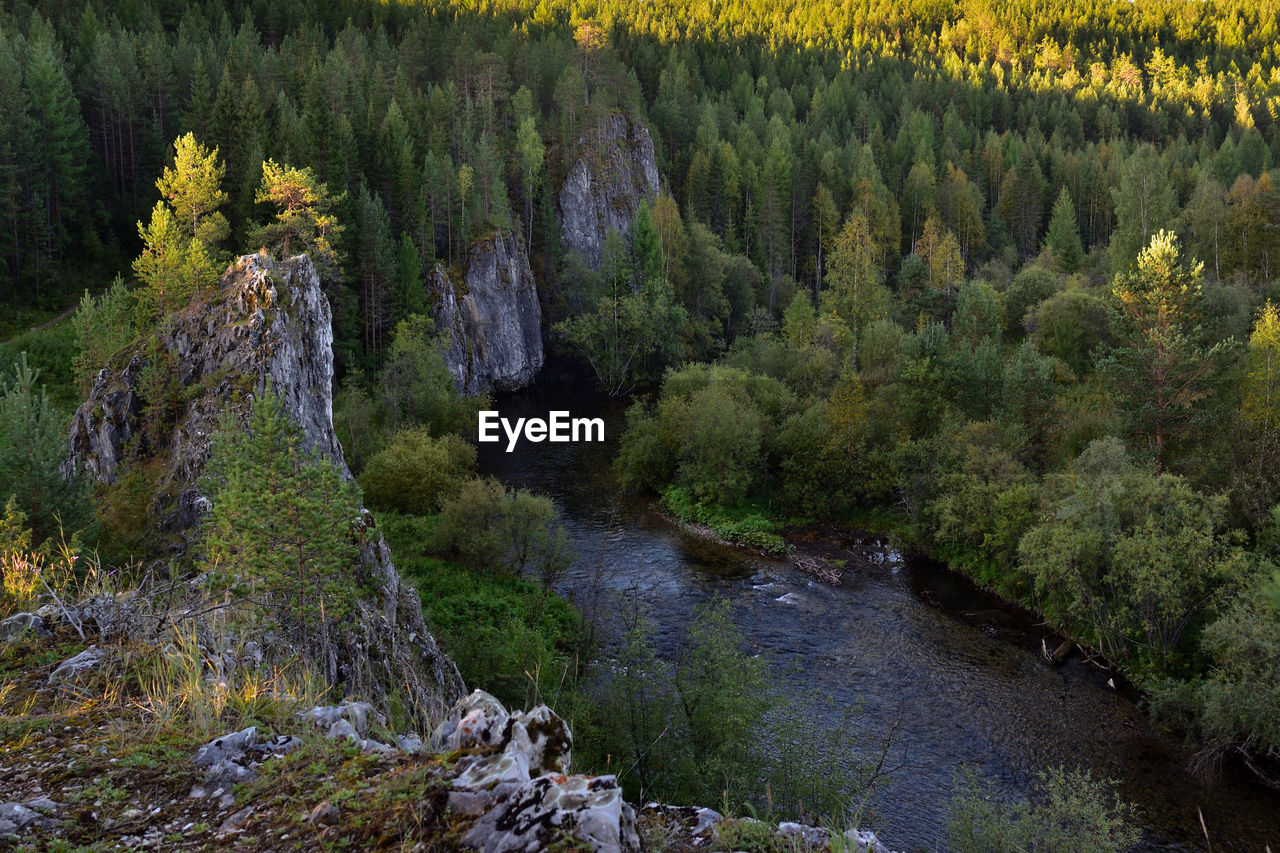 SCENIC VIEW OF RIVER FLOWING IN FOREST