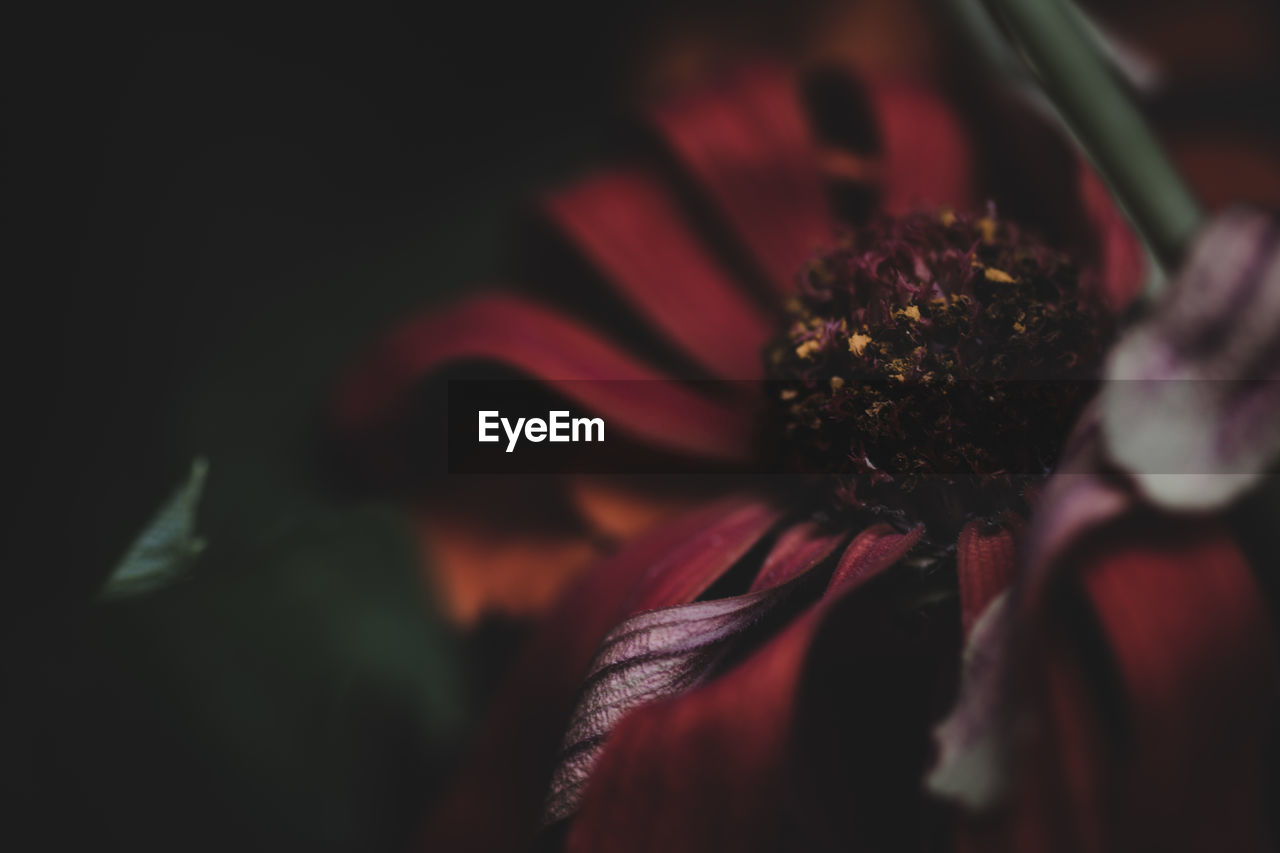 Close-up of red flower blooming outdoors