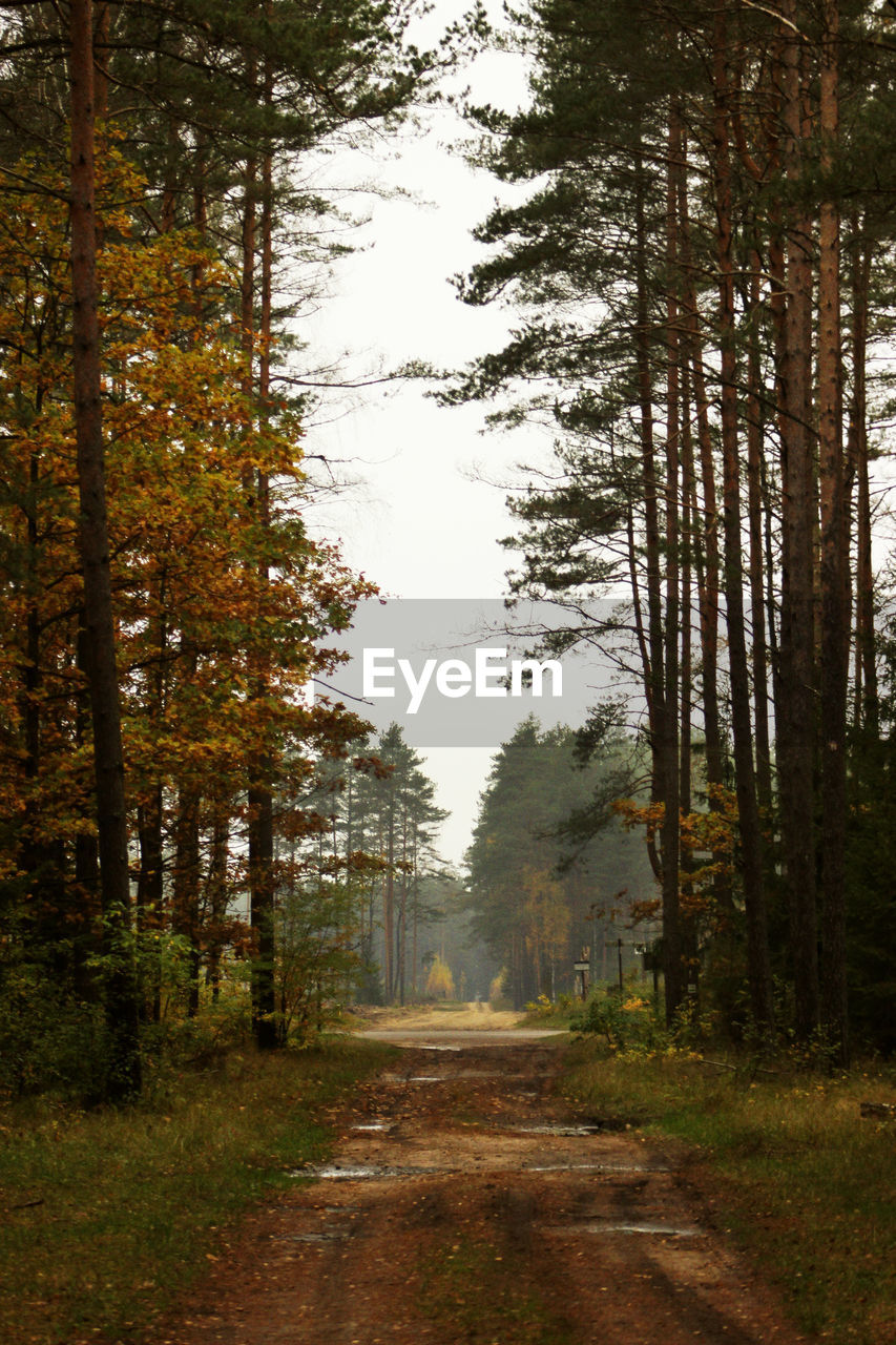 Trees in forest against sky