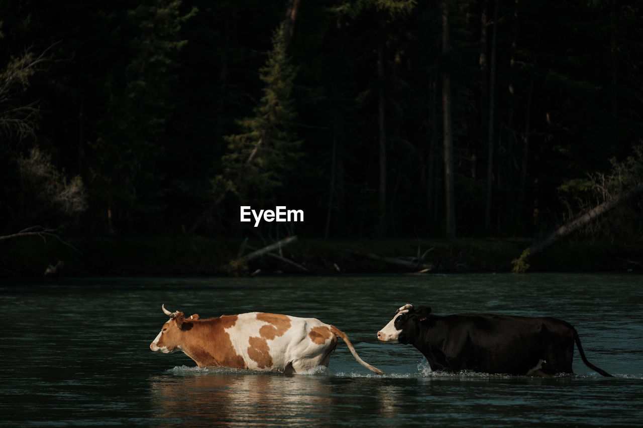 Cows wading across a river in the altai mountains