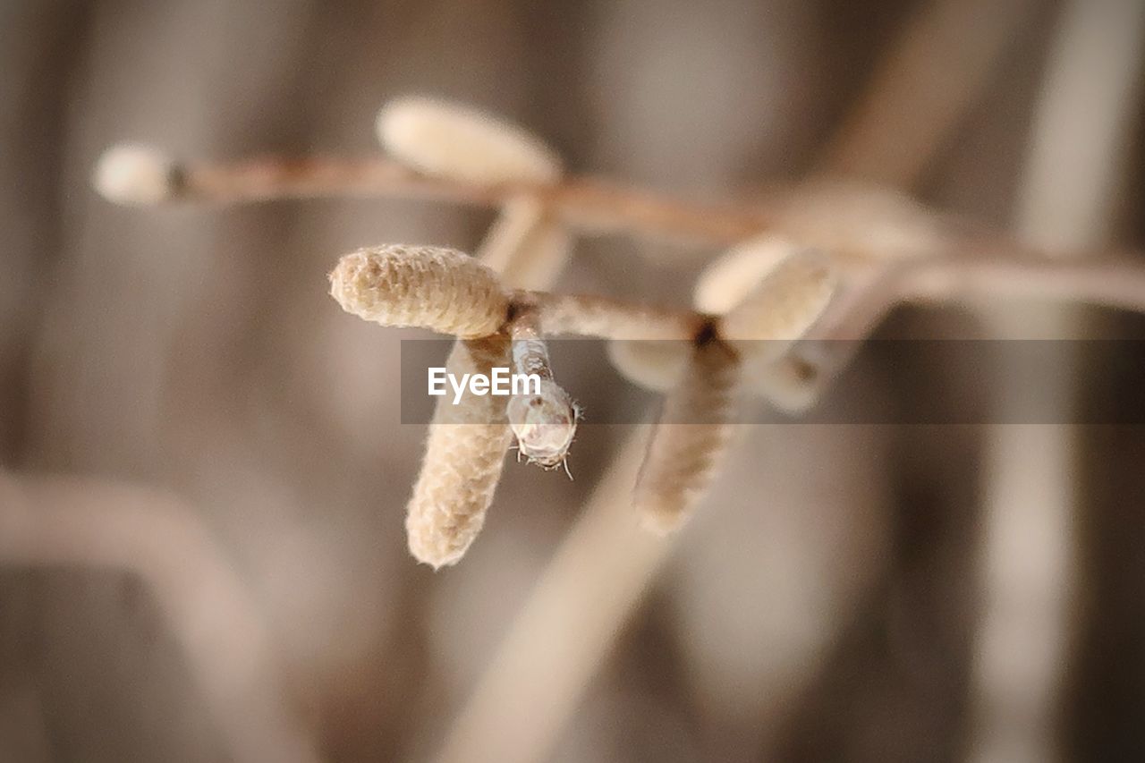 CLOSE-UP OF FROZEN PLANT