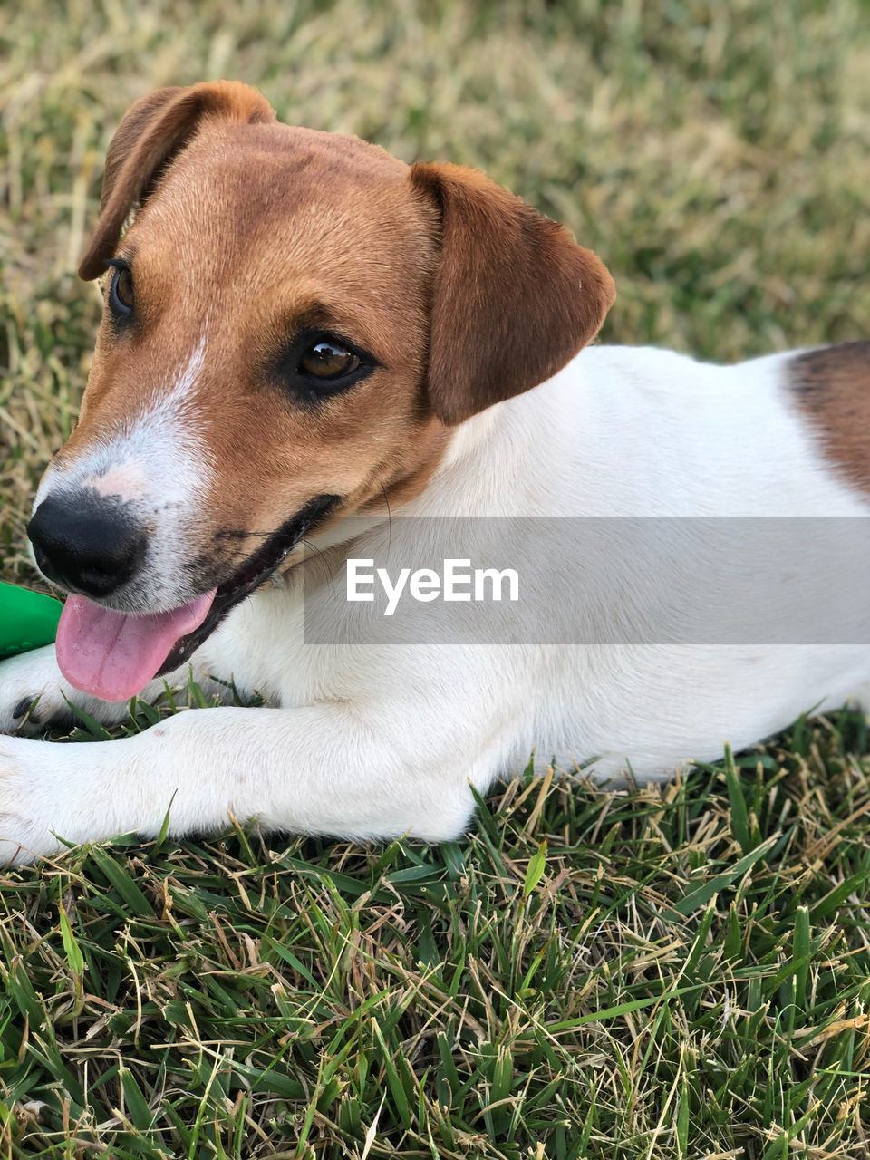 HIGH ANGLE VIEW OF DOG ON GRASS