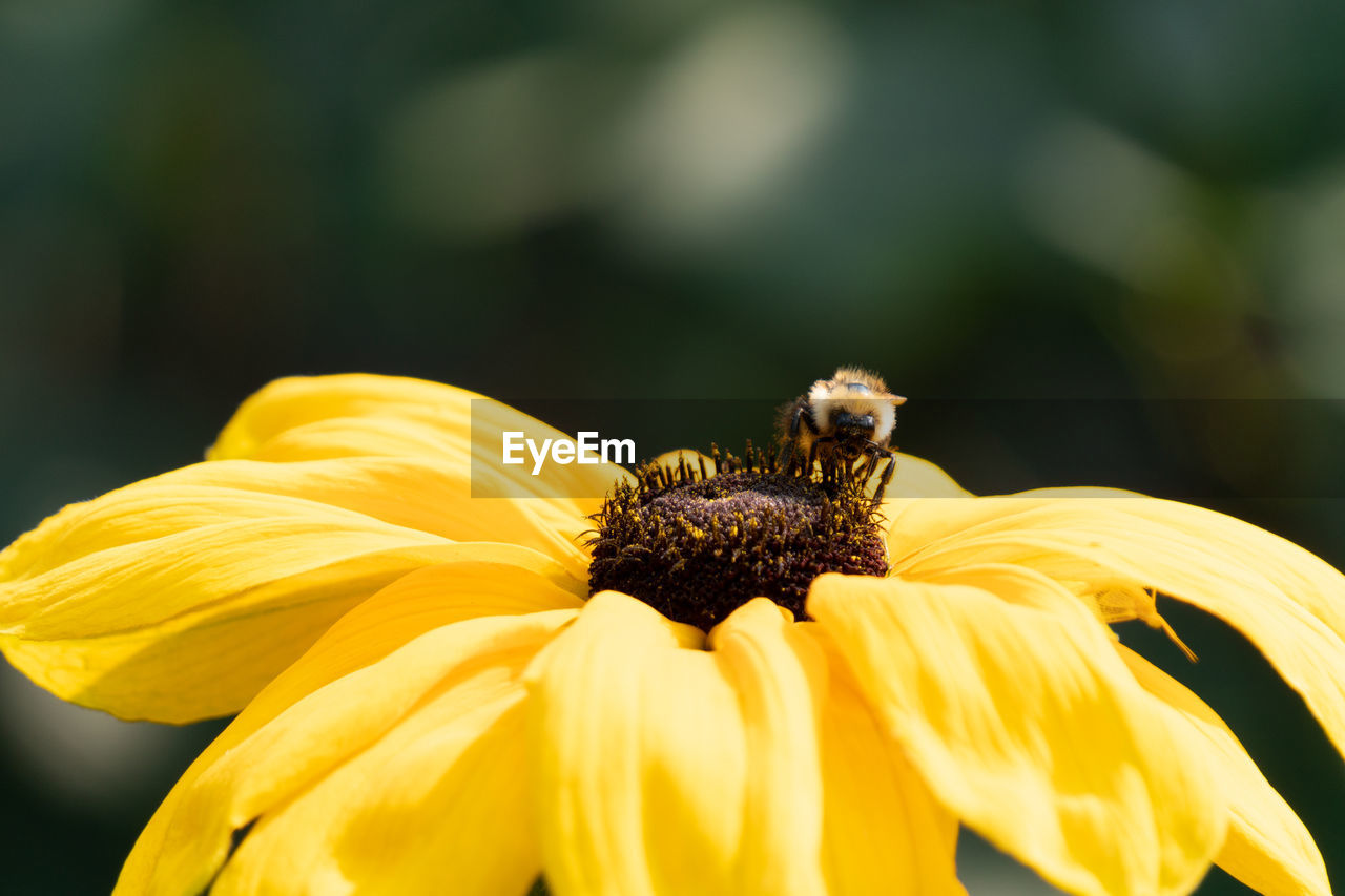 CLOSE-UP OF HONEY BEE POLLINATING ON FLOWER