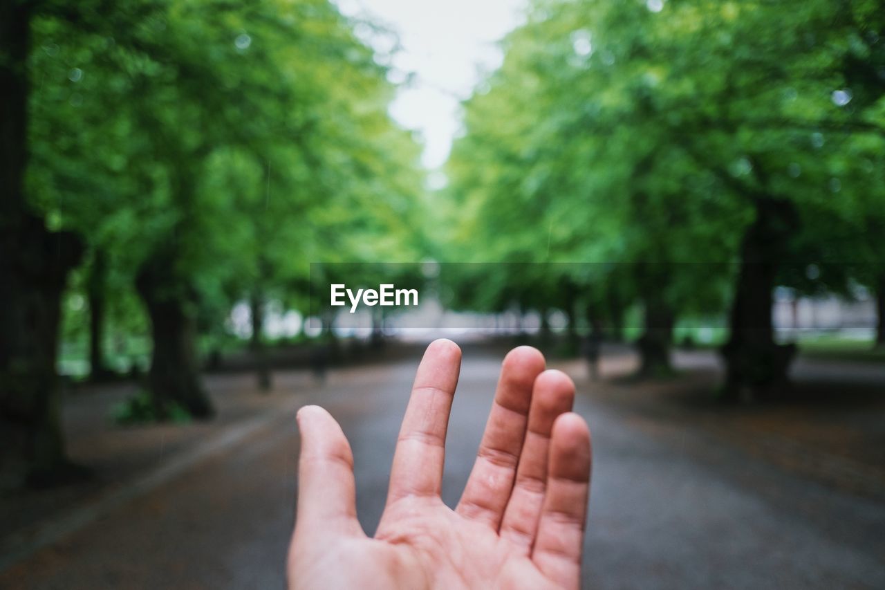 Cropped of man against trees at park