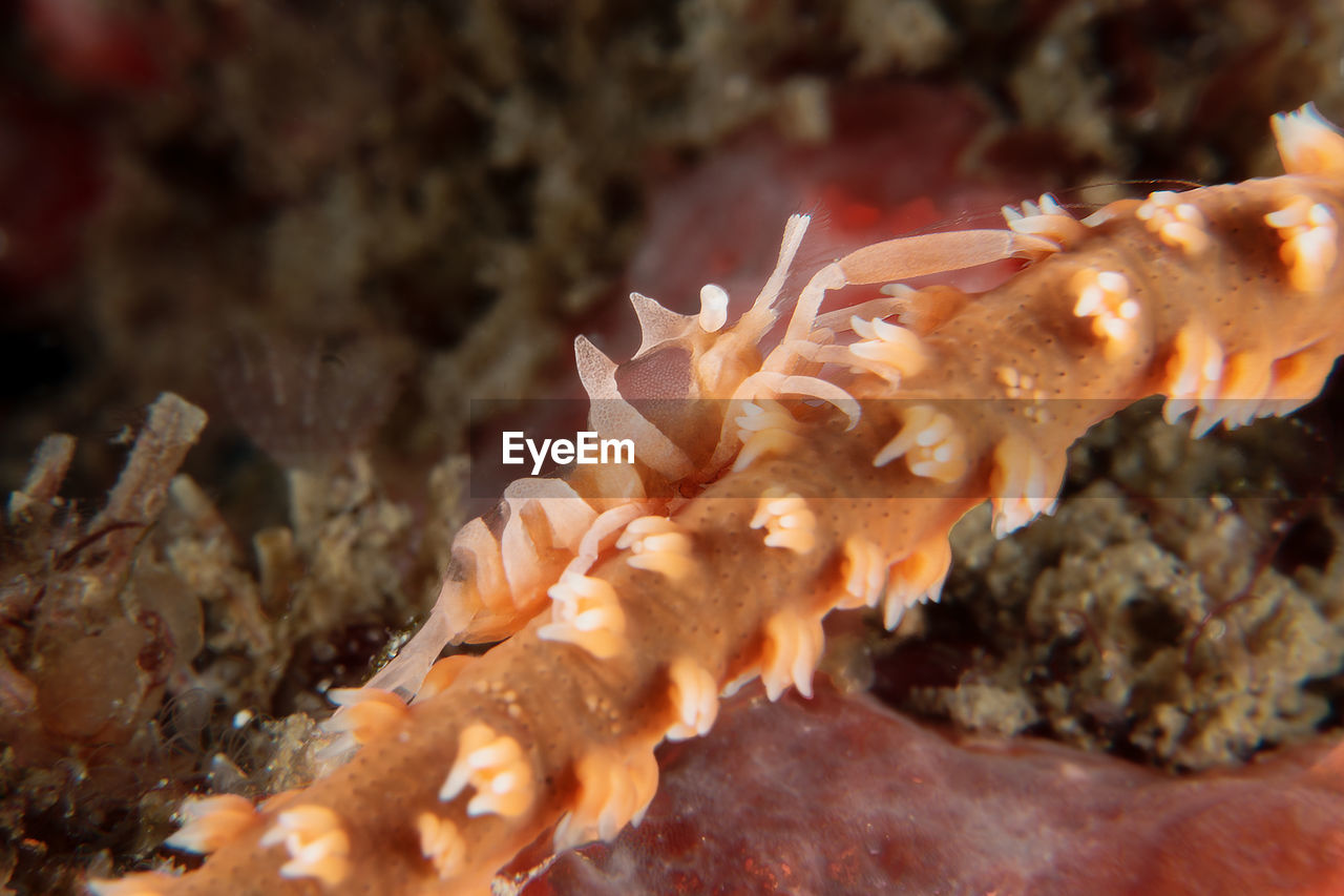 CLOSE-UP OF CORAL IN WATER