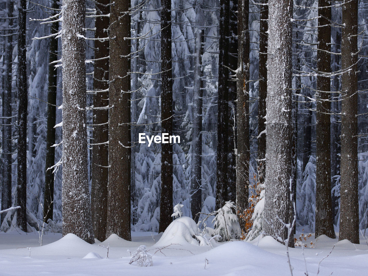 Snow covered trees in forest