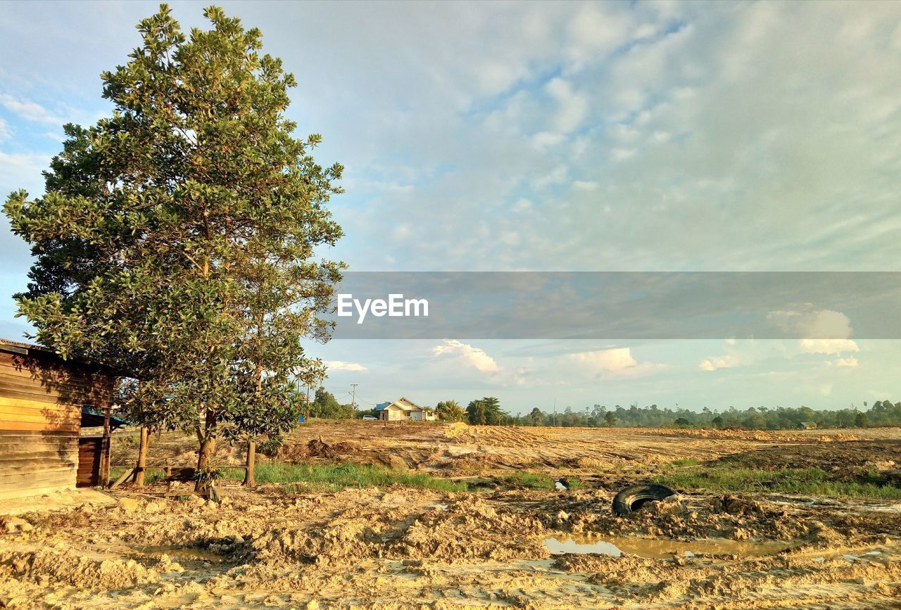 Trees on field against sky