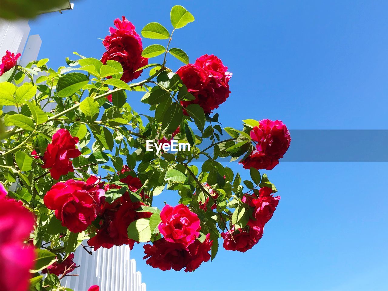 LOW ANGLE VIEW OF FLOWERING PLANT AGAINST BLUE SKY