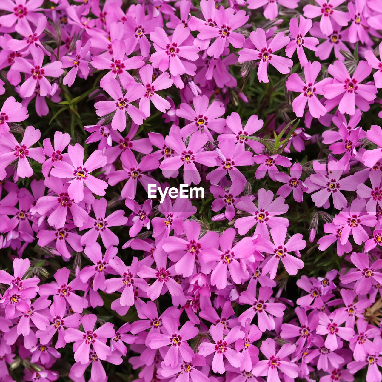 plant, flower, flowering plant, beauty in nature, full frame, pink, backgrounds, freshness, fragility, growth, no people, nature, day, close-up, high angle view, petal, inflorescence, flower head, outdoors, abundance, directly above, shrub, botany, leaf, plant part