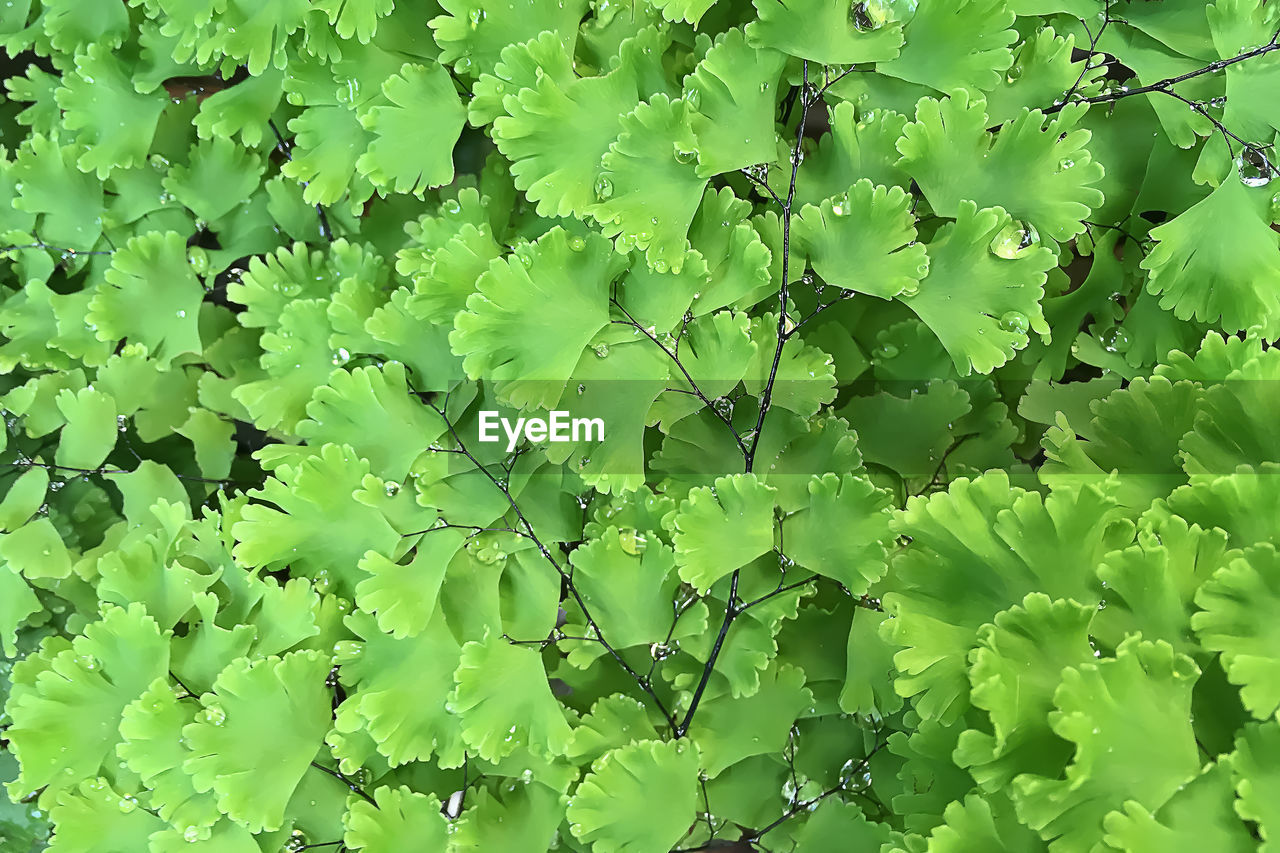 CLOSE-UP OF GREEN LEAVES