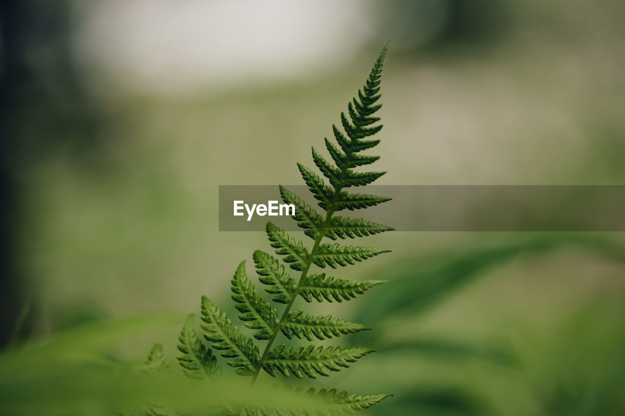 green, plant, leaf, ferns and horsetails, nature, growth, plant stem, beauty in nature, close-up, plant part, no people, macro photography, grass, focus on foreground, pinaceae, coniferous tree, tree, flower, pine tree, branch, day, fern, outdoors, tranquility, land, selective focus, environment, forest