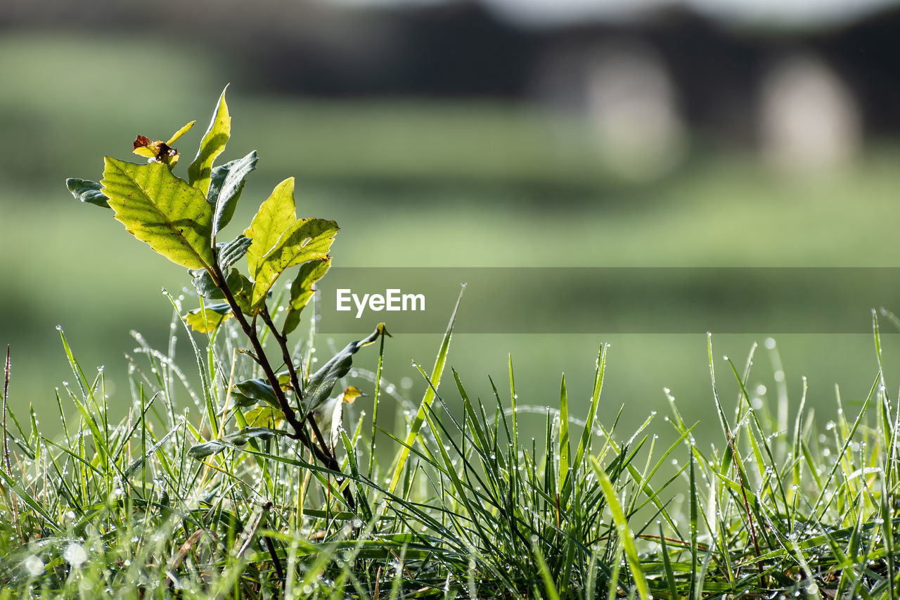 CLOSE-UP OF PLANTS GROWING ON LAND