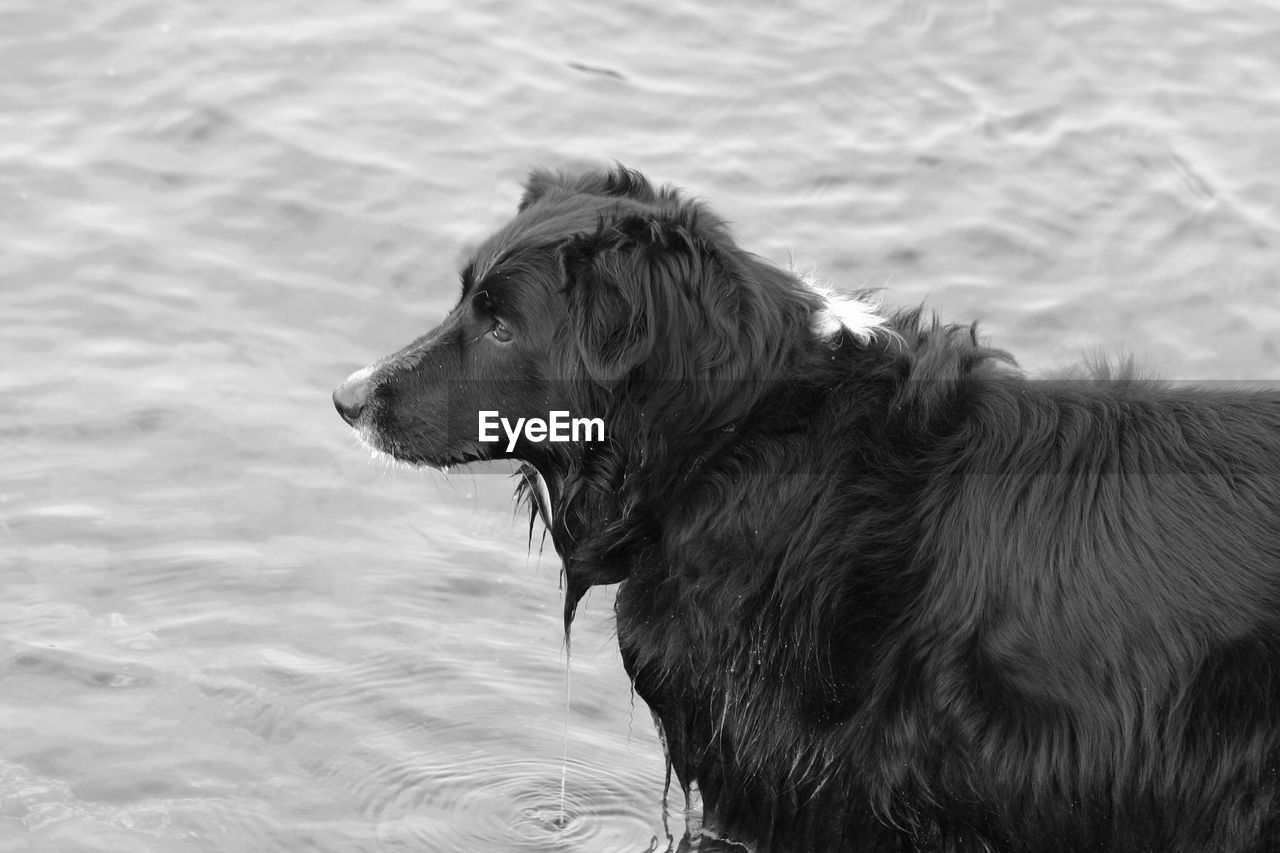 CLOSE-UP OF DOG BY SEA