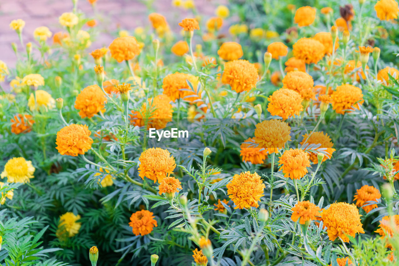 flower, flowering plant, plant, freshness, beauty in nature, growth, nature, yellow, flower head, no people, fragility, close-up, field, green, inflorescence, botany, flowerbed, multi colored, herb, meadow, land, day, outdoors, marigold, springtime, garden, chrysanths, calendula, landscape, petal, wildflower, focus on foreground, blossom, summer, orange color, environment, rural scene, vegetable, backgrounds, food, abundance, plant part