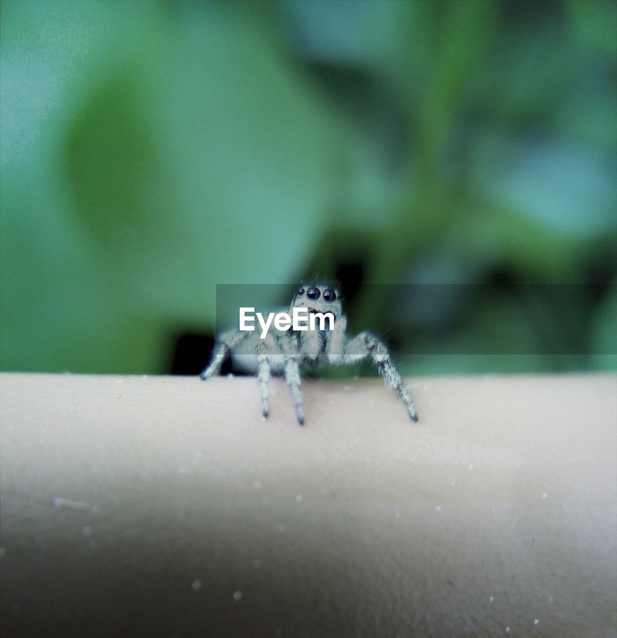 Close-up of little spider on pipe