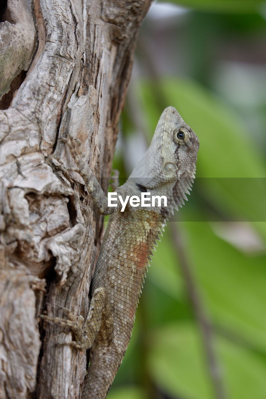 CLOSE-UP OF A BIRD ON TREE