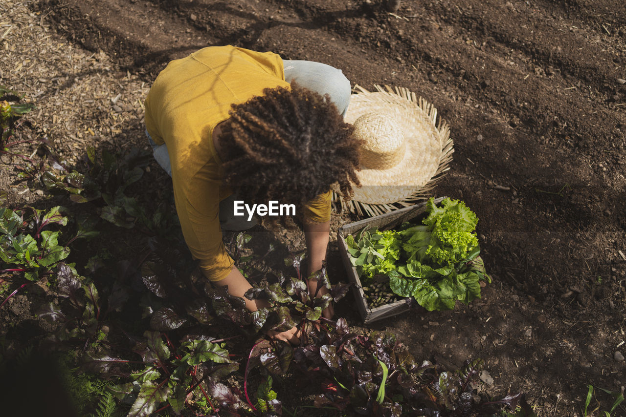 Woman picking beetroot while squatting in vegetable garden