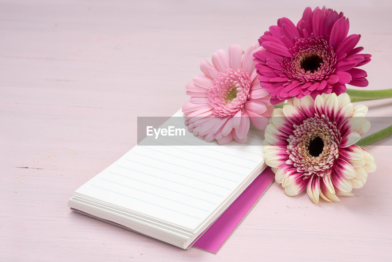 CLOSE-UP OF PINK FLOWER ON TABLE