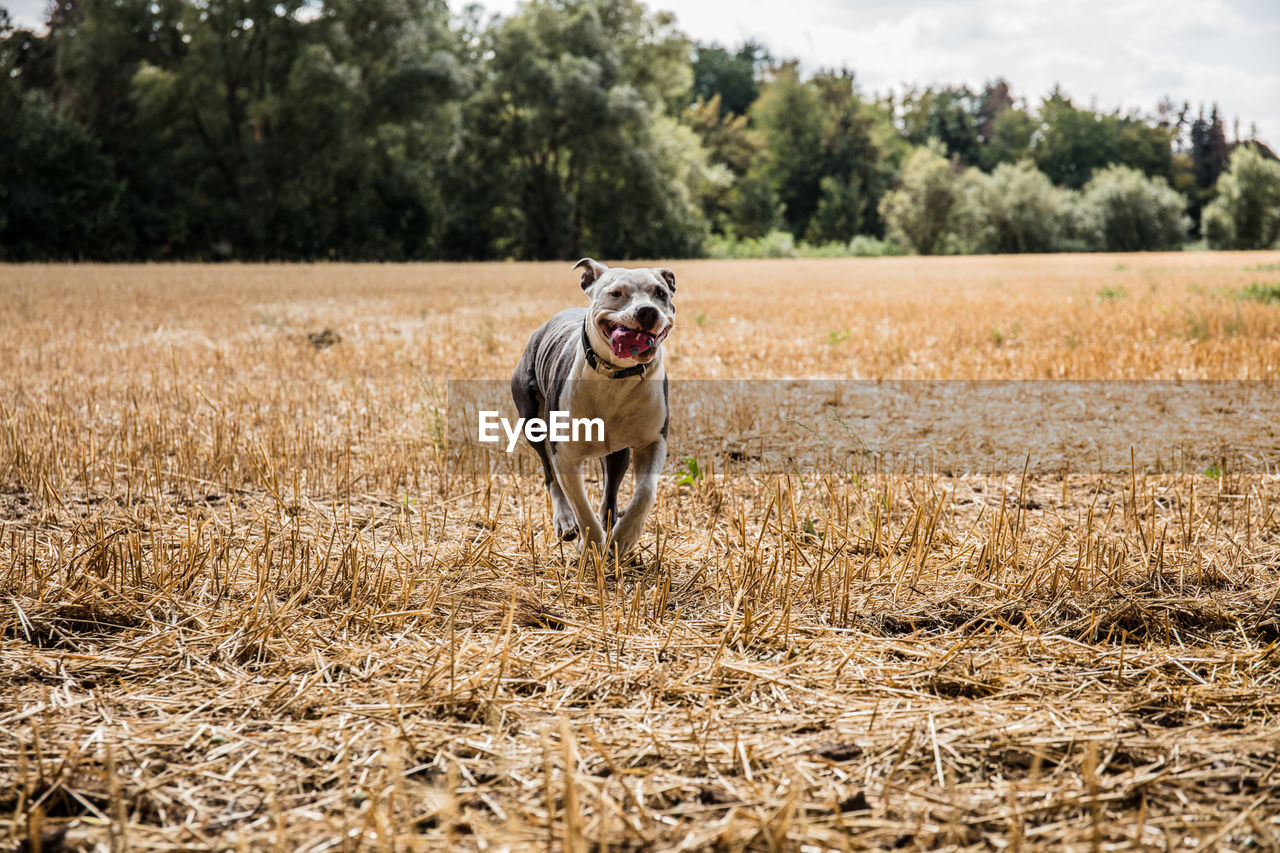 VIEW OF DOG RUNNING ON FIELD