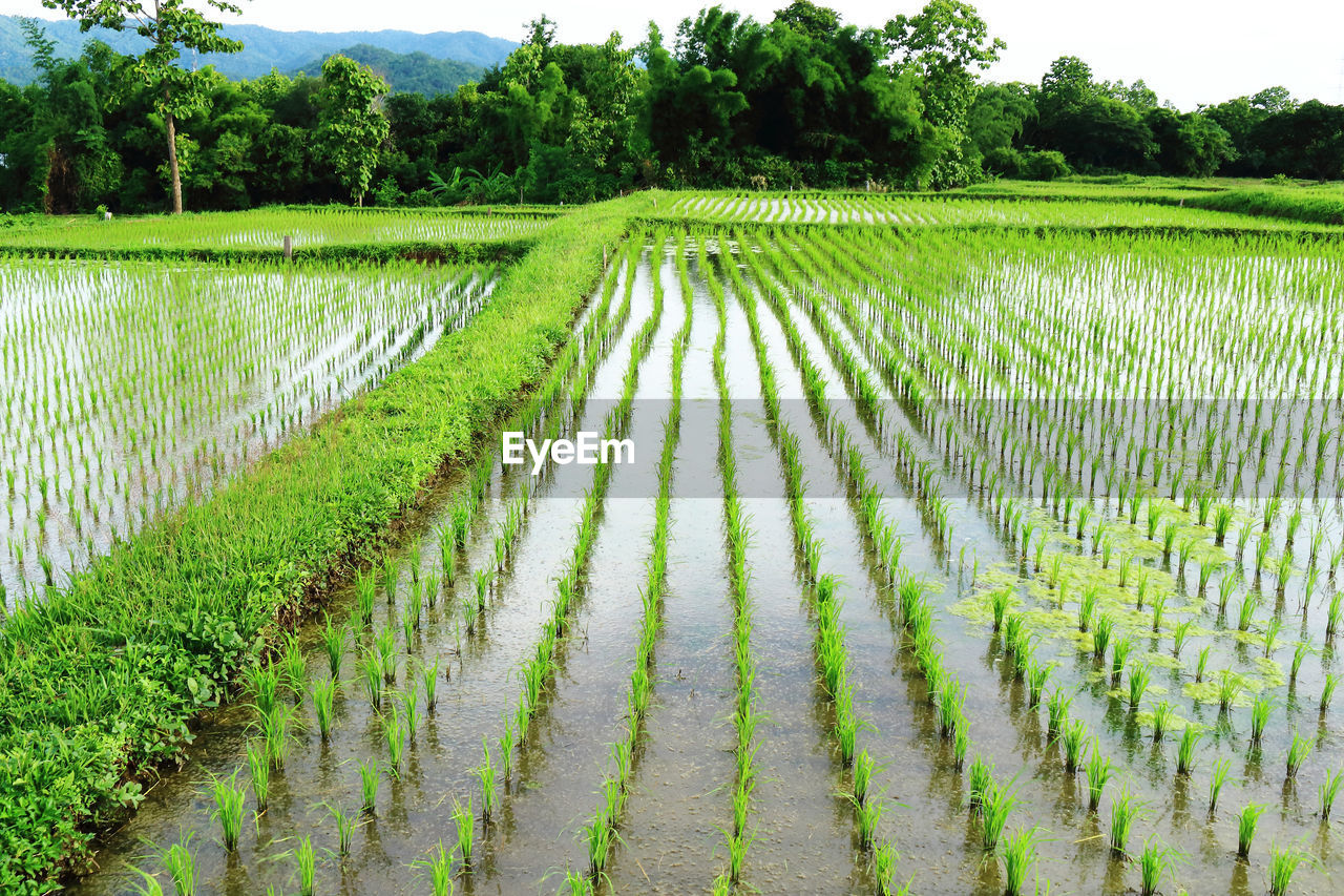 Scenic view of rice field