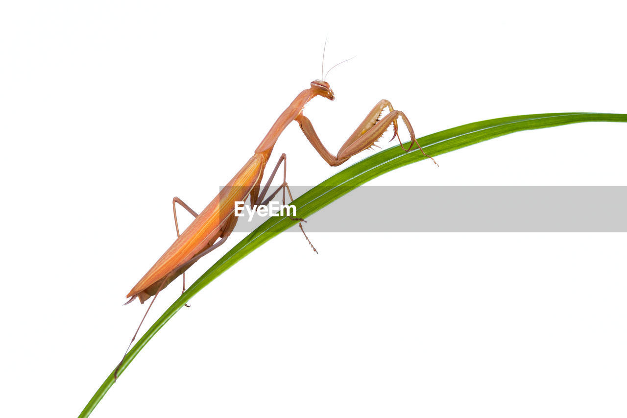 Close-up of insect on plant against white background