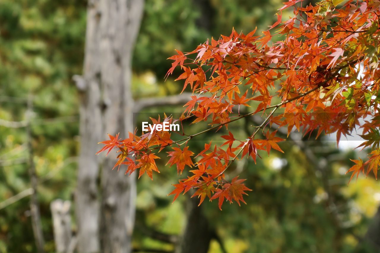autumn, tree, plant, plant part, leaf, nature, orange color, beauty in nature, forest, branch, maple tree, focus on foreground, no people, maple, land, red, day, outdoors, tranquility, maple leaf, growth, environment, close-up, landscape, flower, scenics - nature, selective focus, shrub, trunk, tree trunk, autumn collection, multi colored
