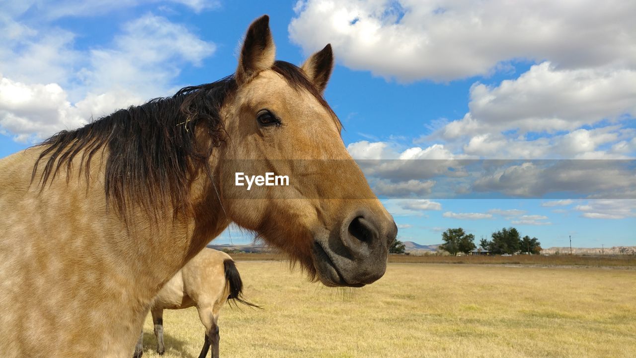 Close-up of horse on field against sky