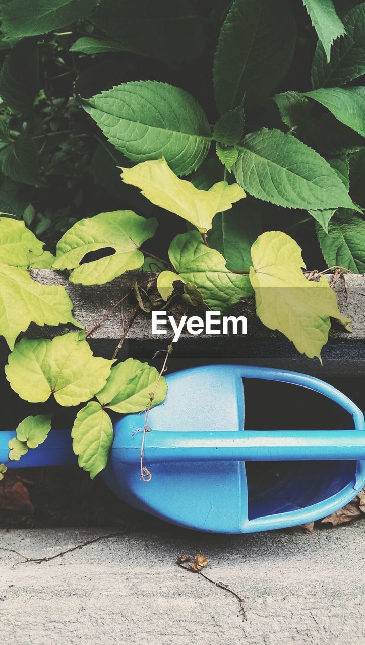 Blue watering can and foliage backdrop