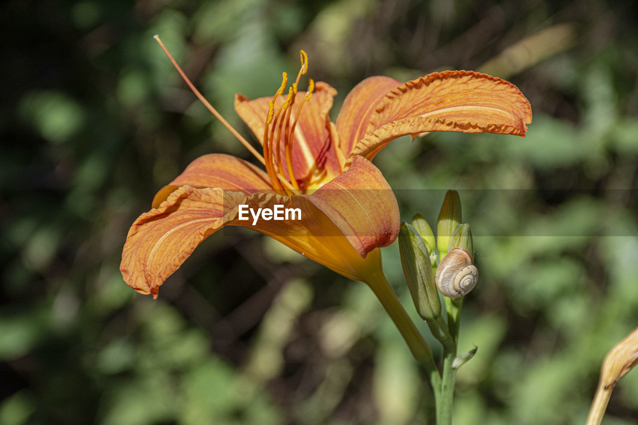 CLOSE-UP OF DAY LILY PLANT