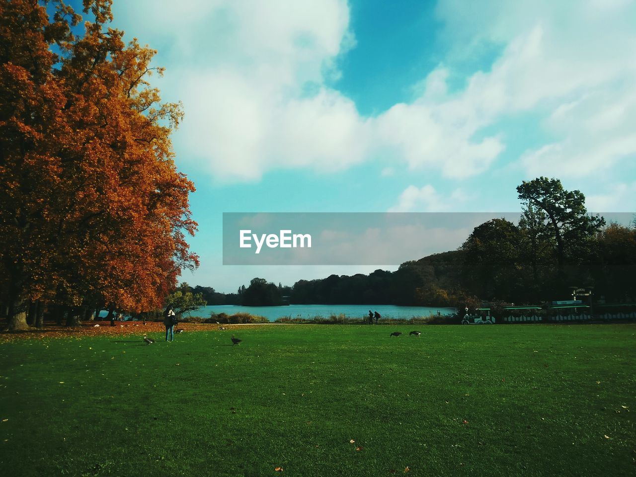 SCENIC VIEW OF TREES AGAINST SKY