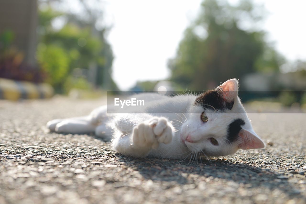 Close-up of cat lying on road