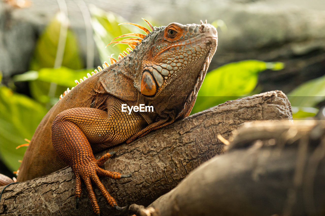 close-up of lizard