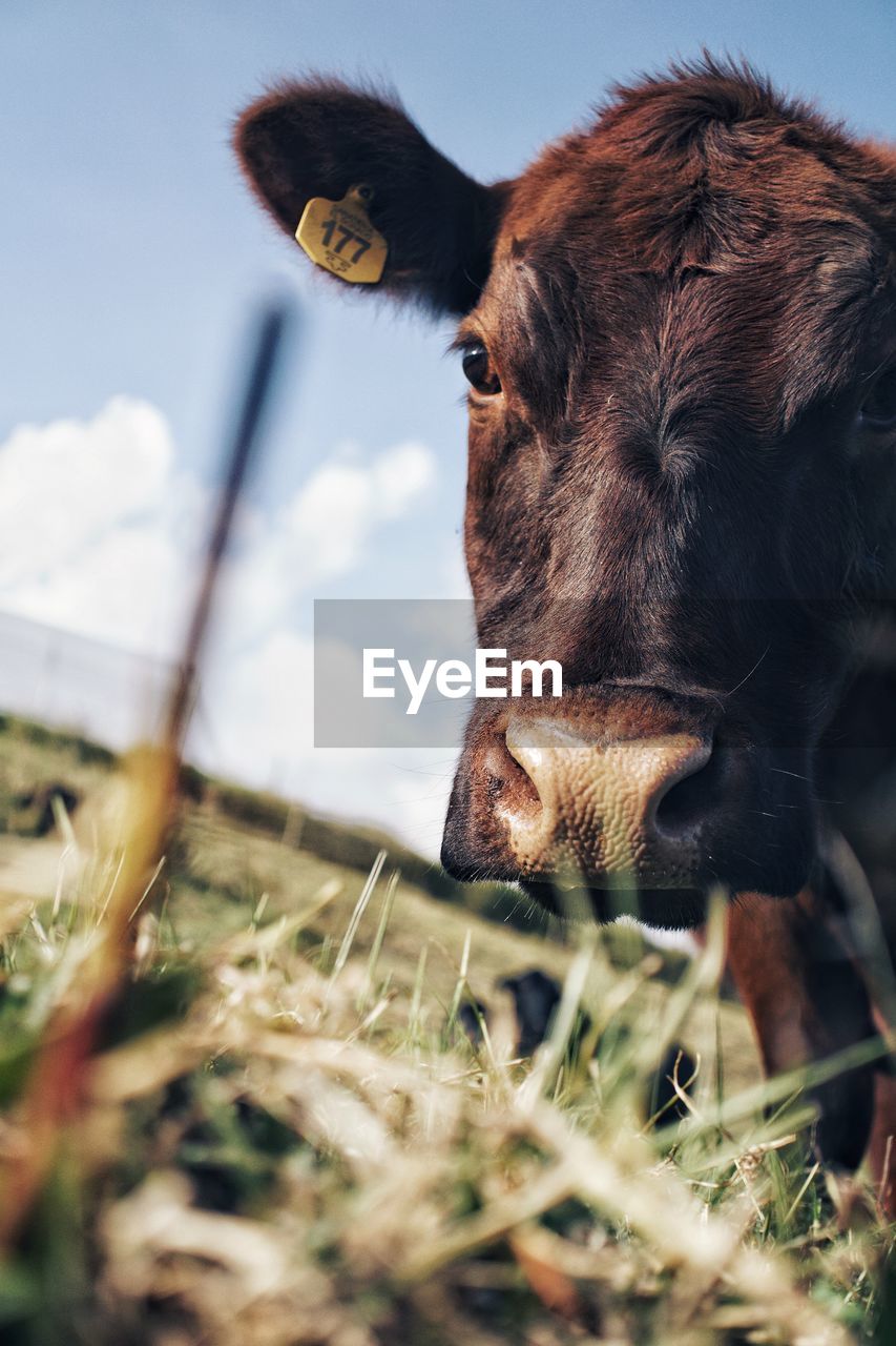 Low angle portrait of cow standing on grassy field against sky