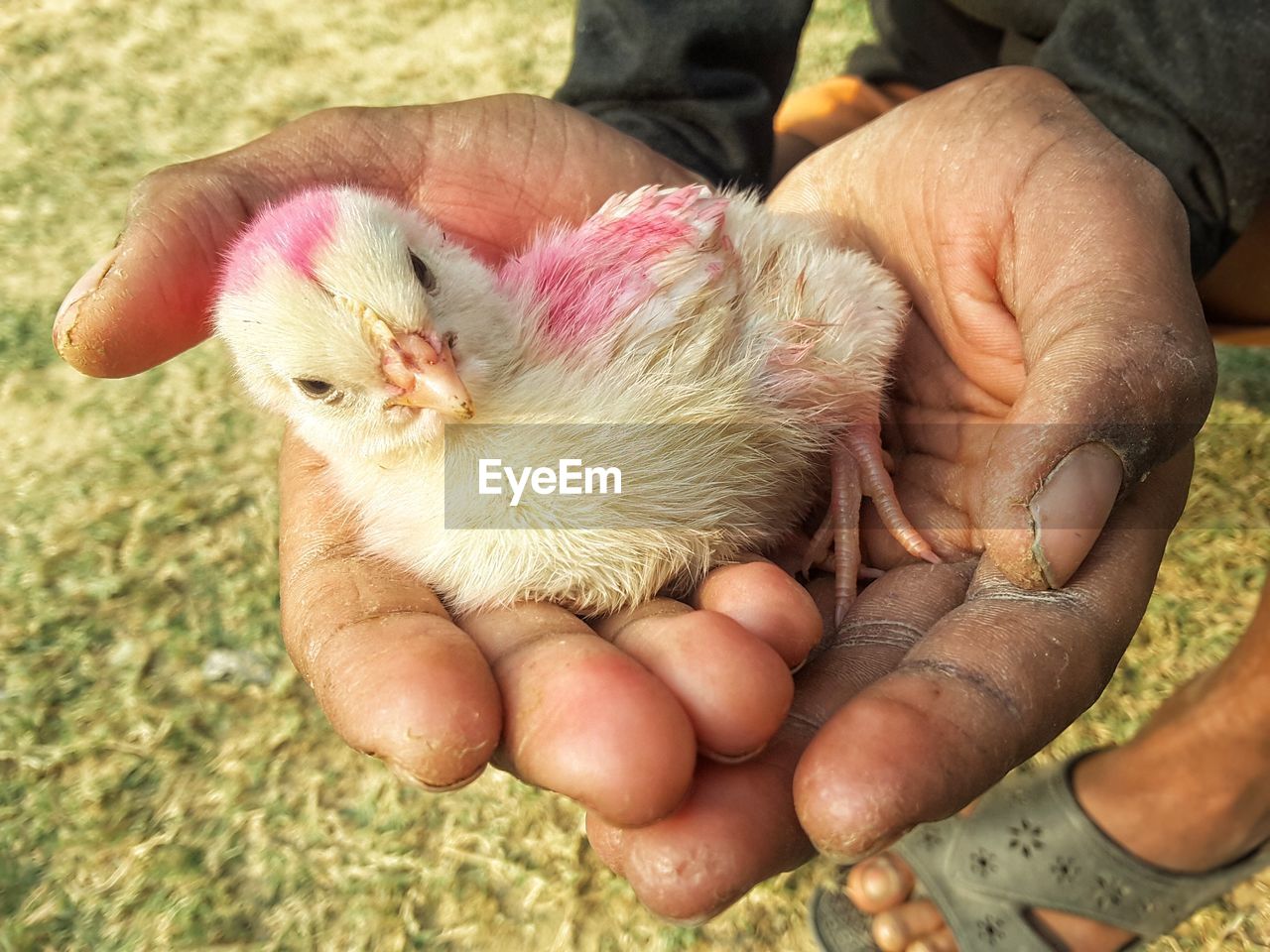 CLOSE-UP OF HAND HOLDING BIRD ON FINGER