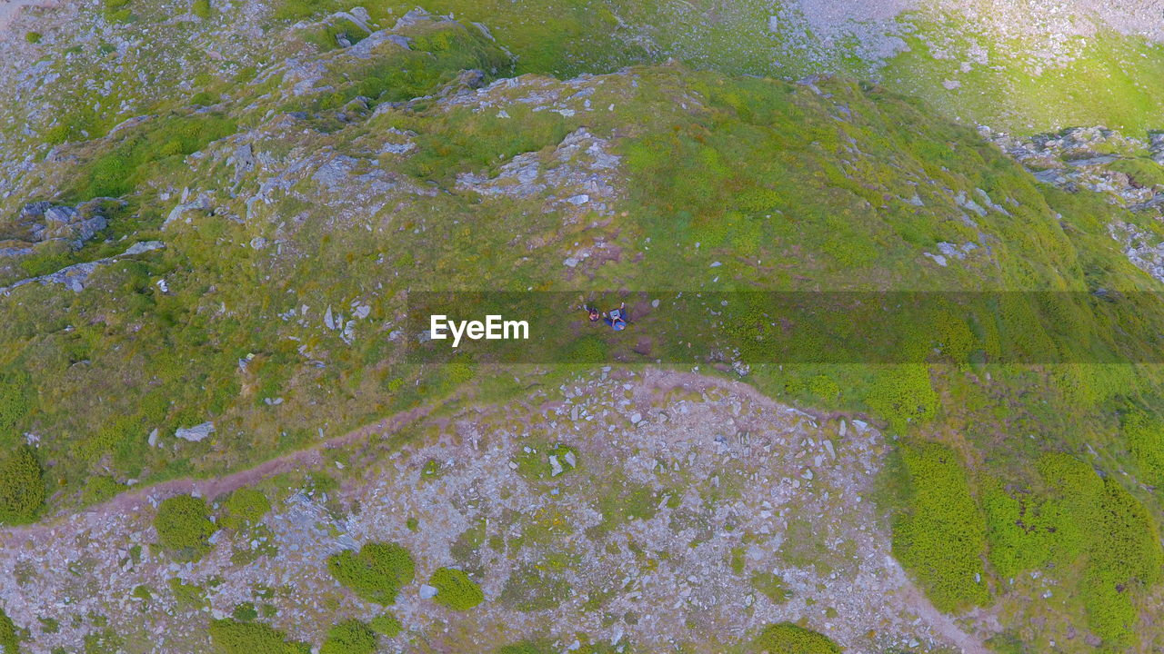 HIGH ANGLE VIEW OF PLANTS AND SEA