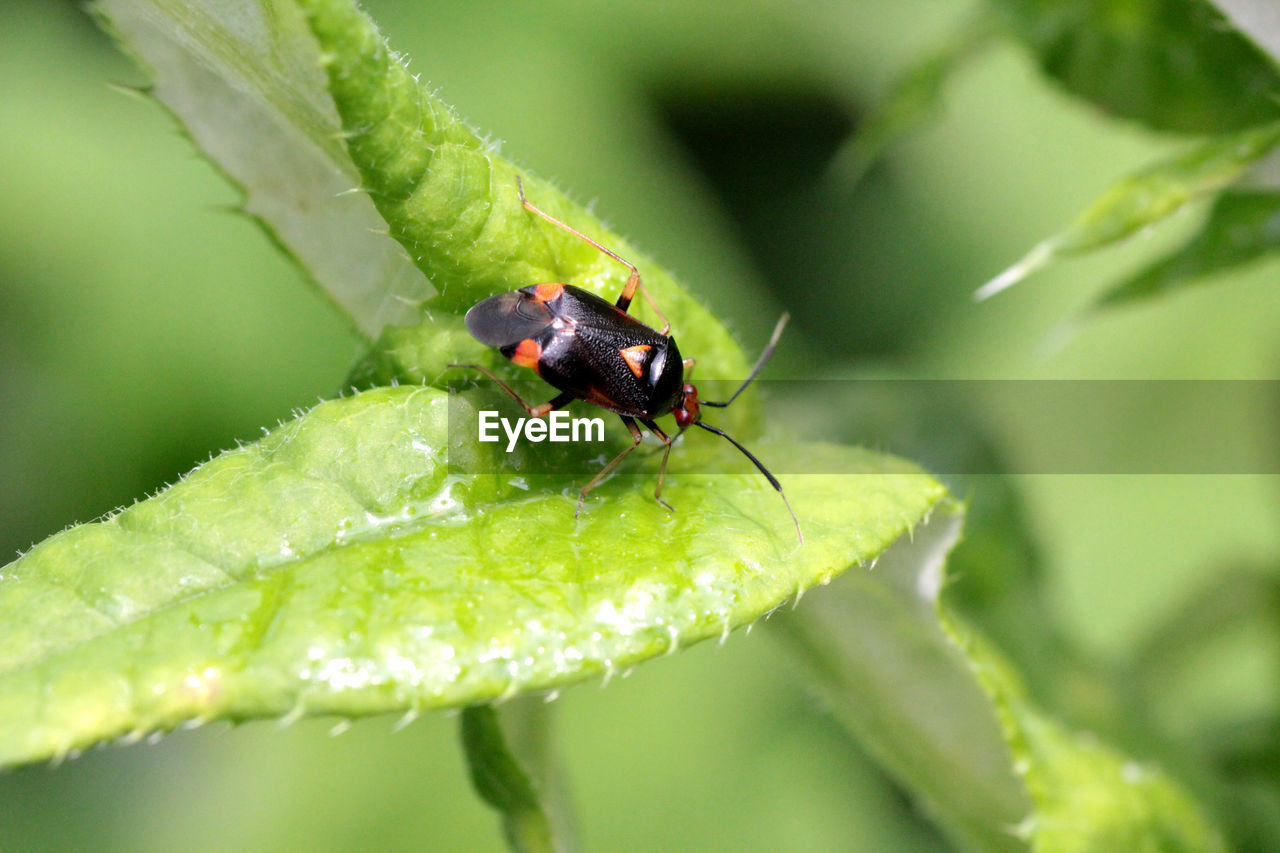 CLOSE-UP OF LADYBUG ON LEAF