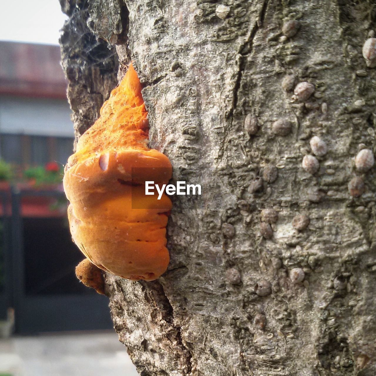 CLOSE-UP OF TREE TRUNK