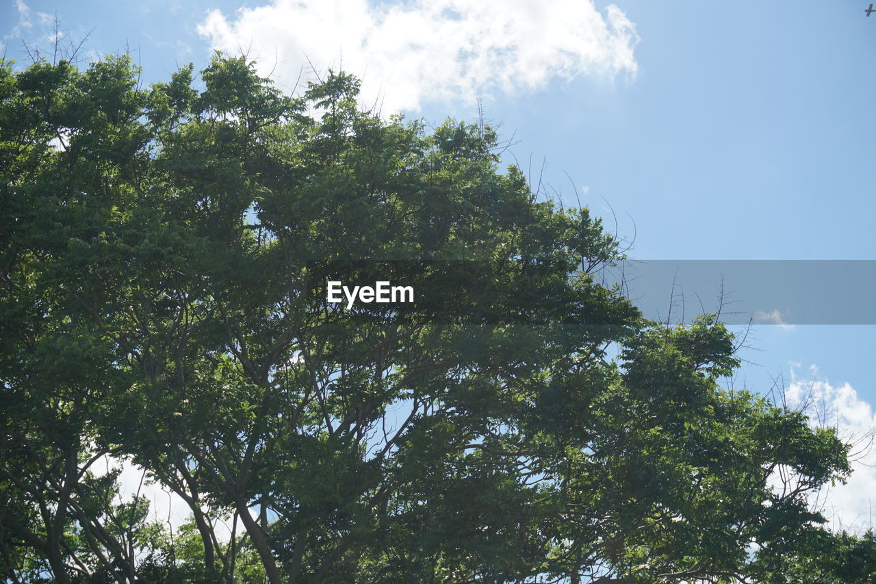 LOW ANGLE VIEW OF TREES AGAINST SKY