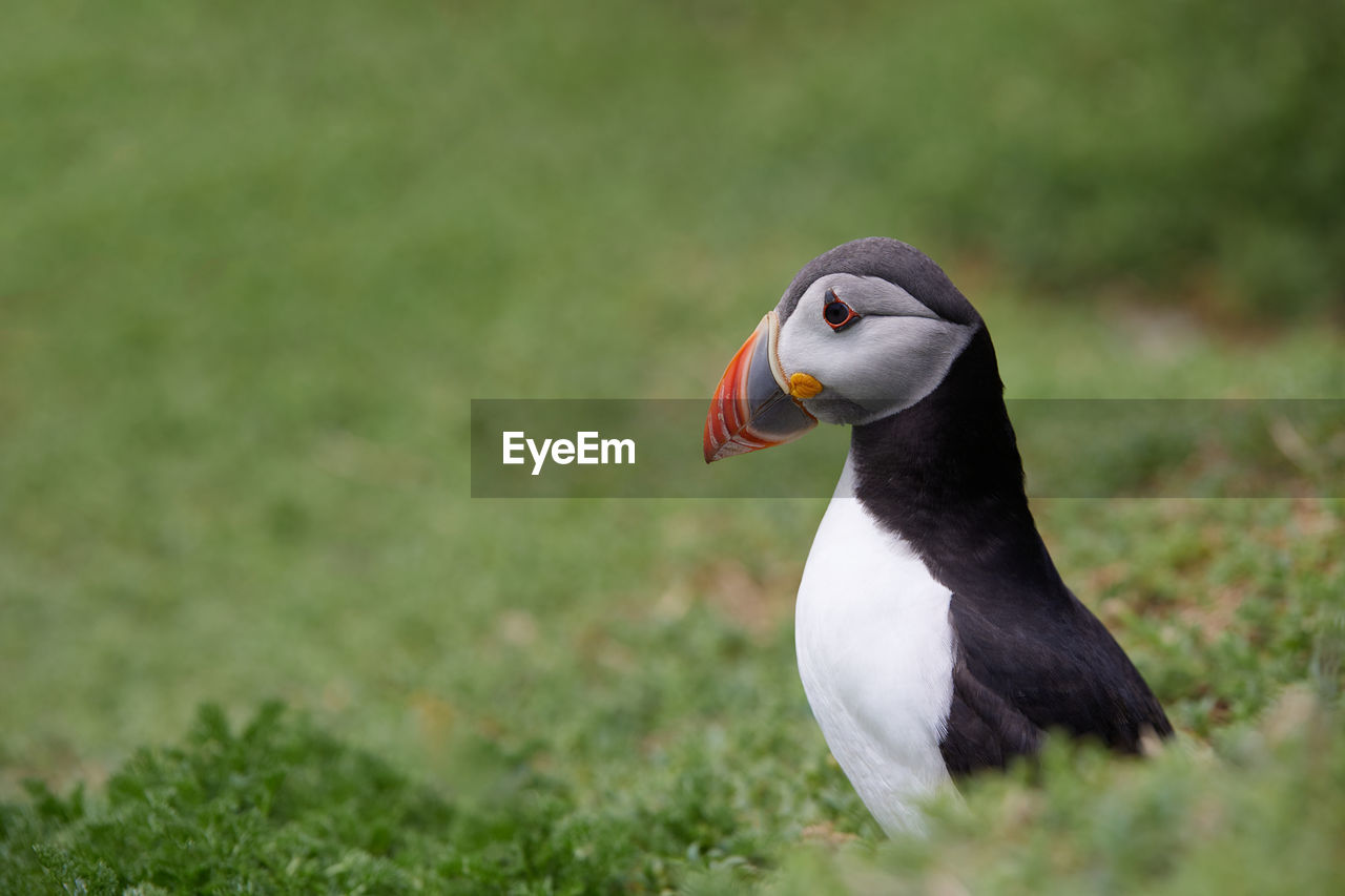 Fratercula puffin in saltee island ireland. in the process of migration 