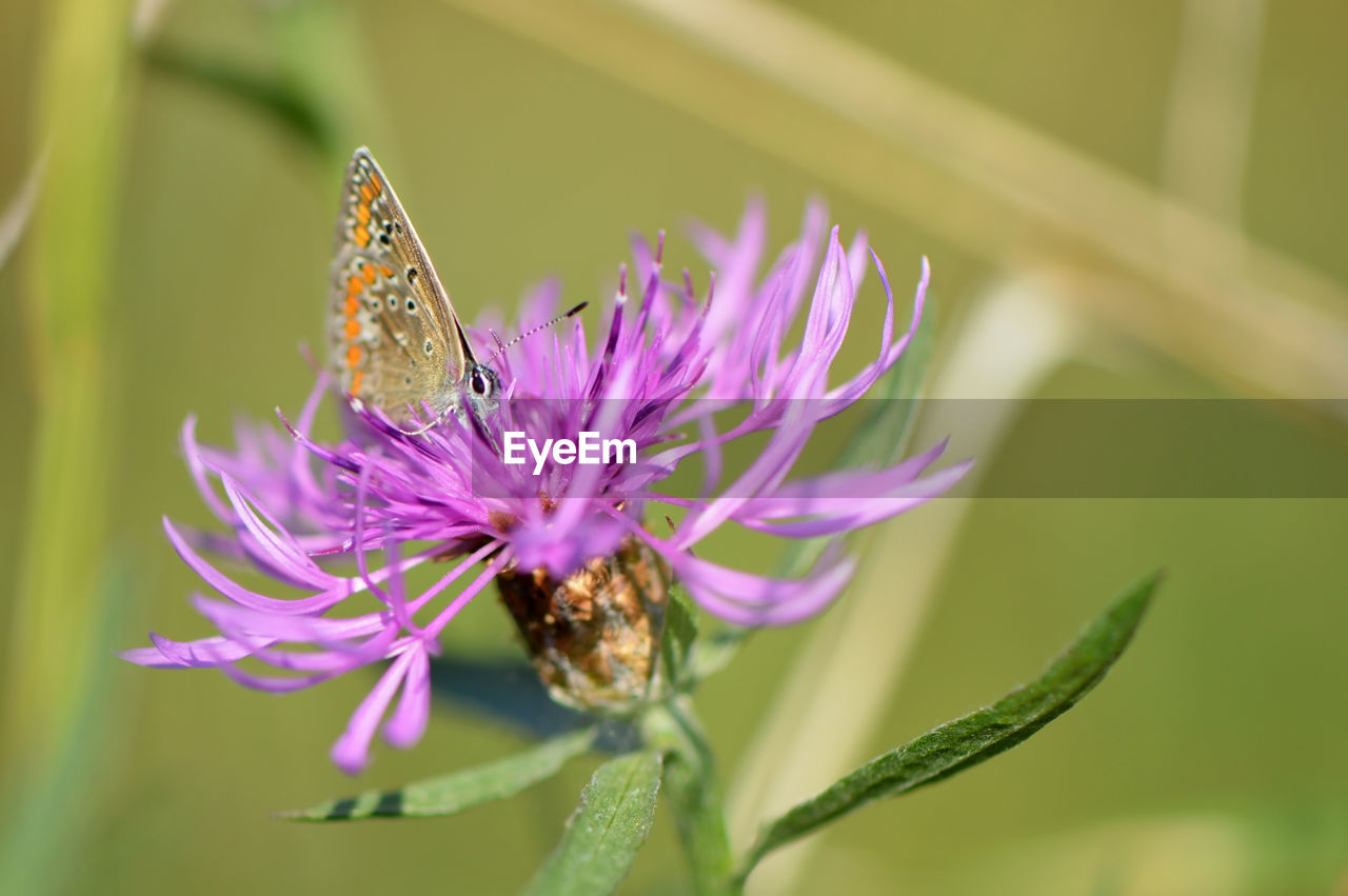 Close-up of butterfly on purple flower