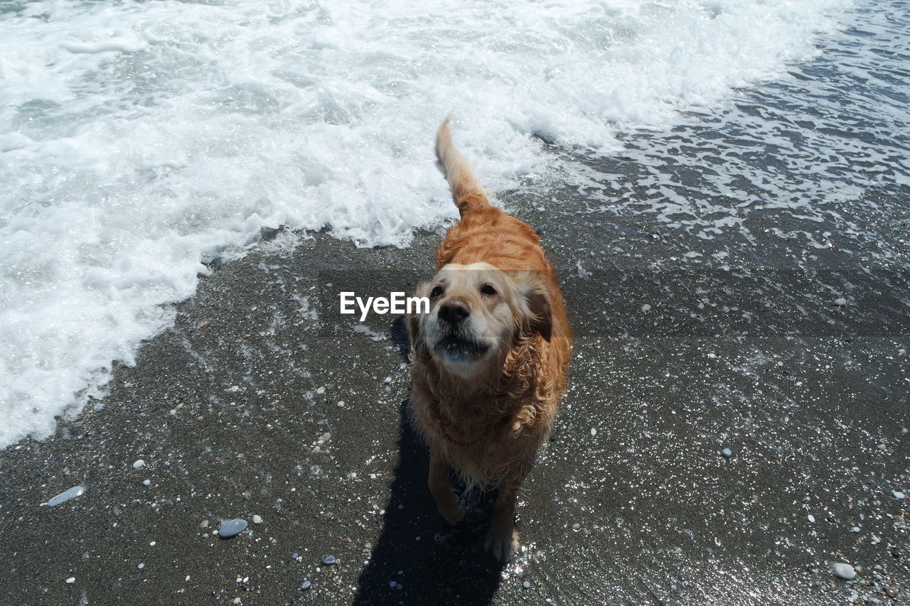 Playful dog at the beach 